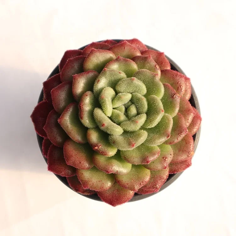 
wholesale 9cm korean succulent plants live natural 