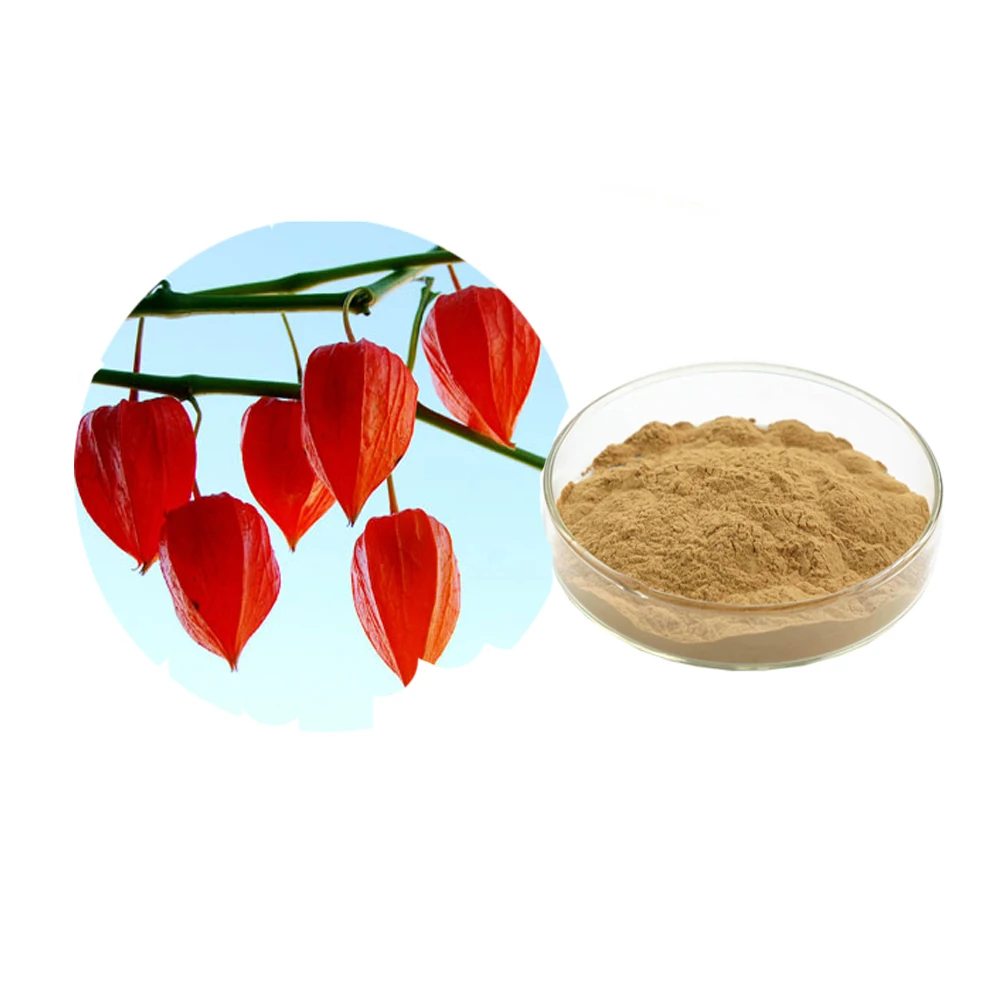 Calyx seu Fructus Physalis Extract 20:1 Lantern Fruit Extract Powder Franchet Groundcherry Calyx Extract
