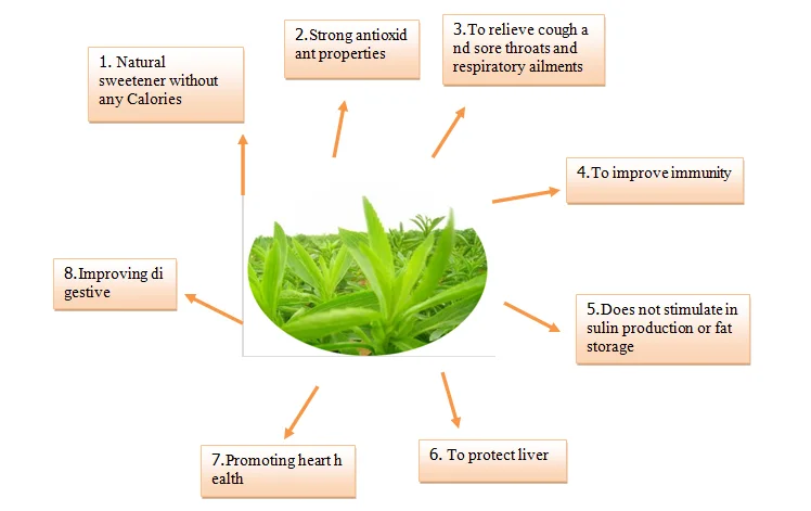 Stevia Sweetener Organic Pure Stevia Leaves Extract Powder Stevioside 90% Stevia Powder