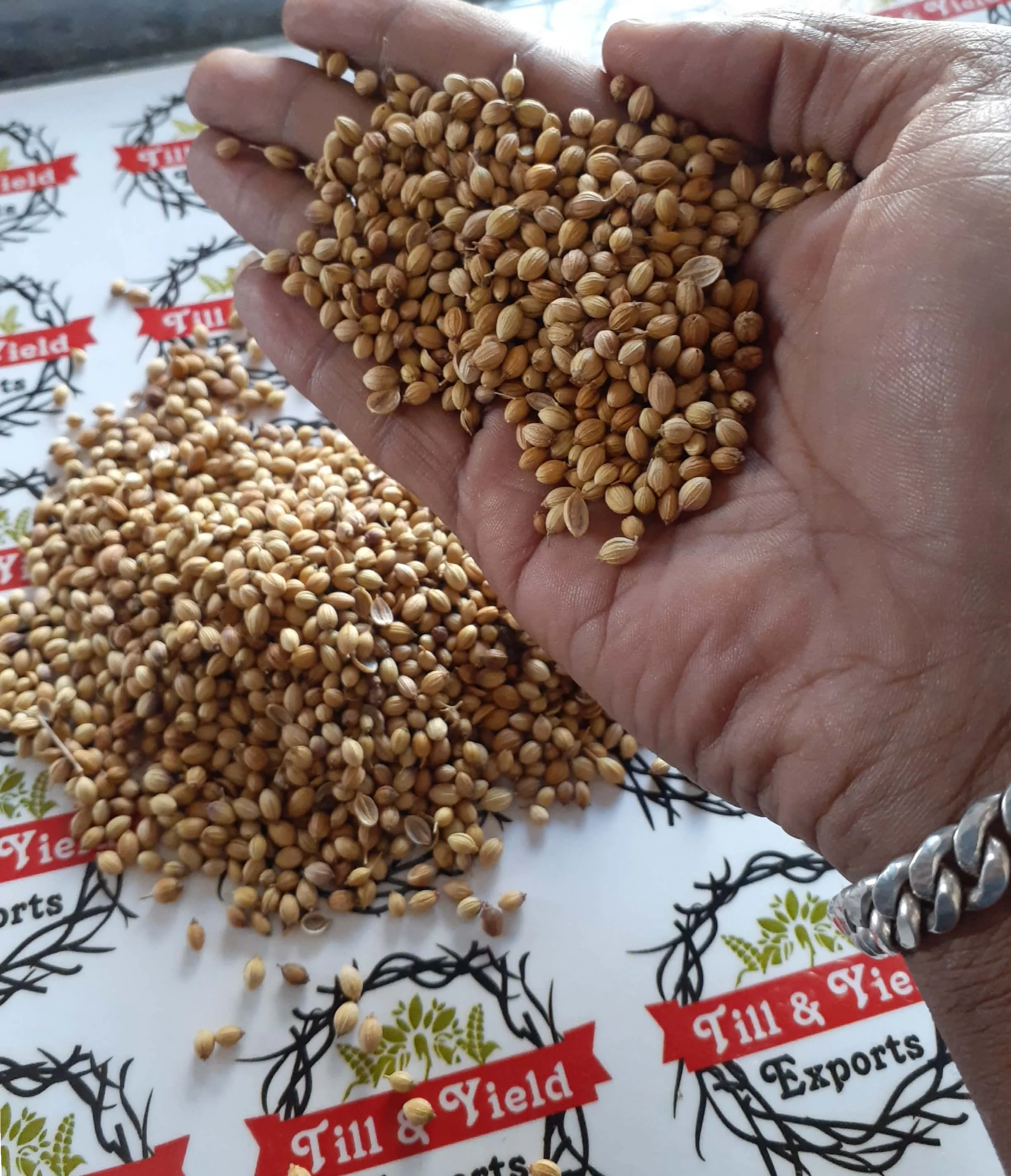 Coriander Split  Dhaniya  Coriandrum Sativum Rich In Immune Boosting Antioxidants Also Good For Heart Health