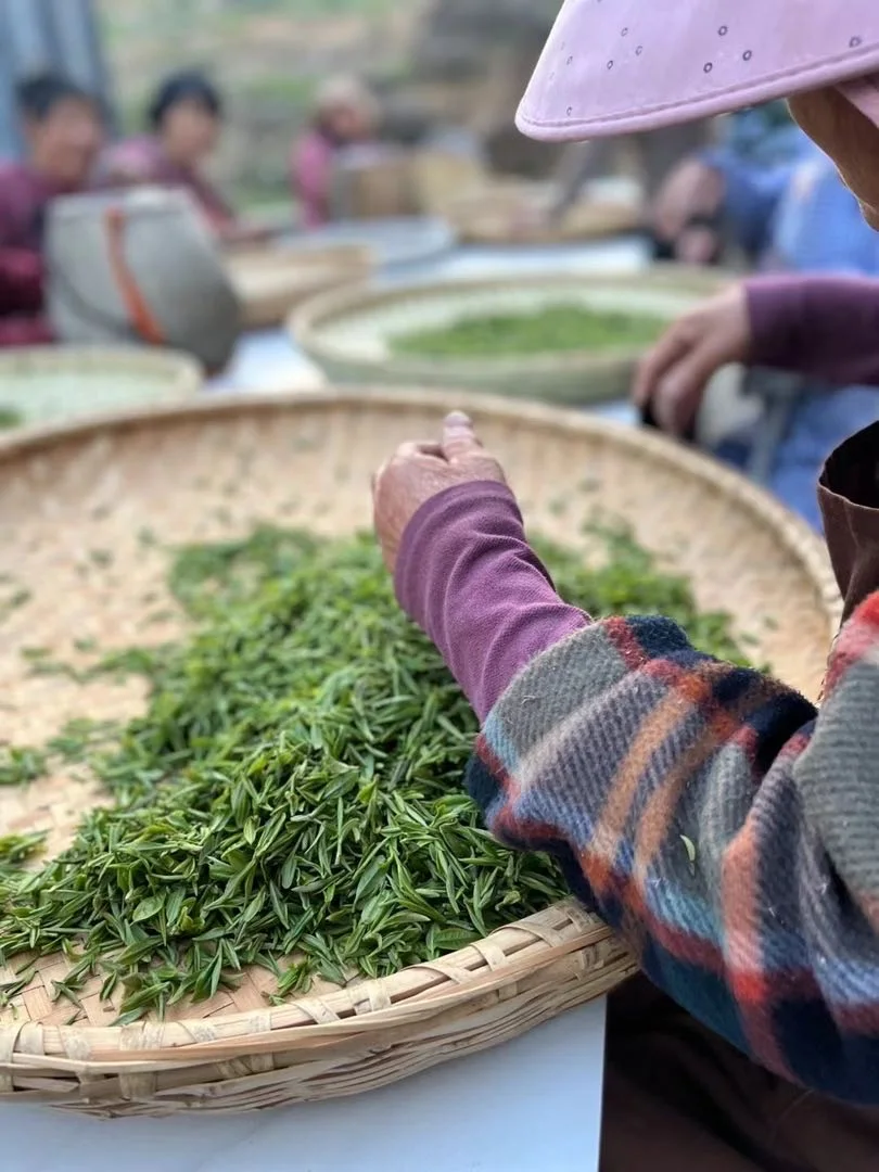 Чайный порошок органический церемониальный маття зеленая сетка OEM листья Кошерный товар Упаковочная упаковка для пищевых продуктов здоровое чистое выращенное