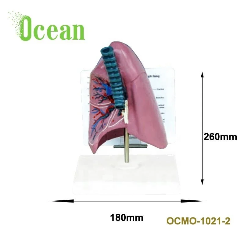 Mix-type West desk anat-trachea/lung model w/description plate