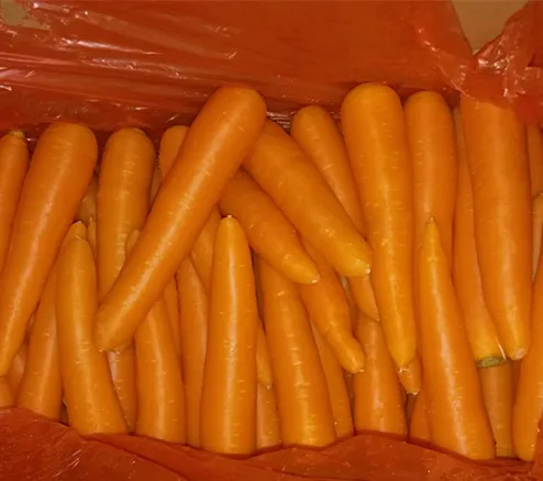 Factory Price New Crop Top Quality Low Price Fresh Carrots