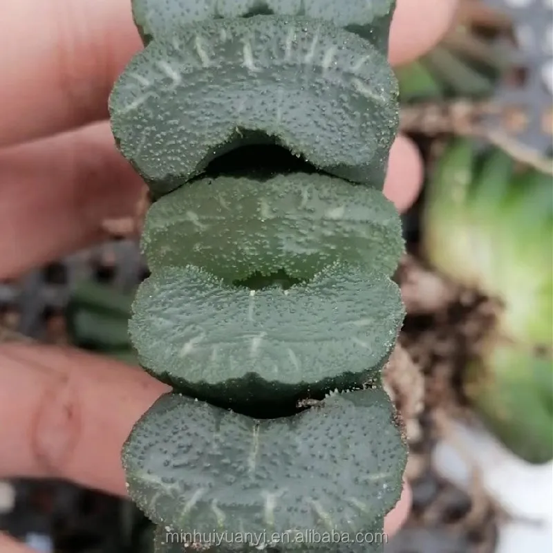 Горшечное растение Haworthia белое окно декор для питомника настоящие комнатные уличные растения