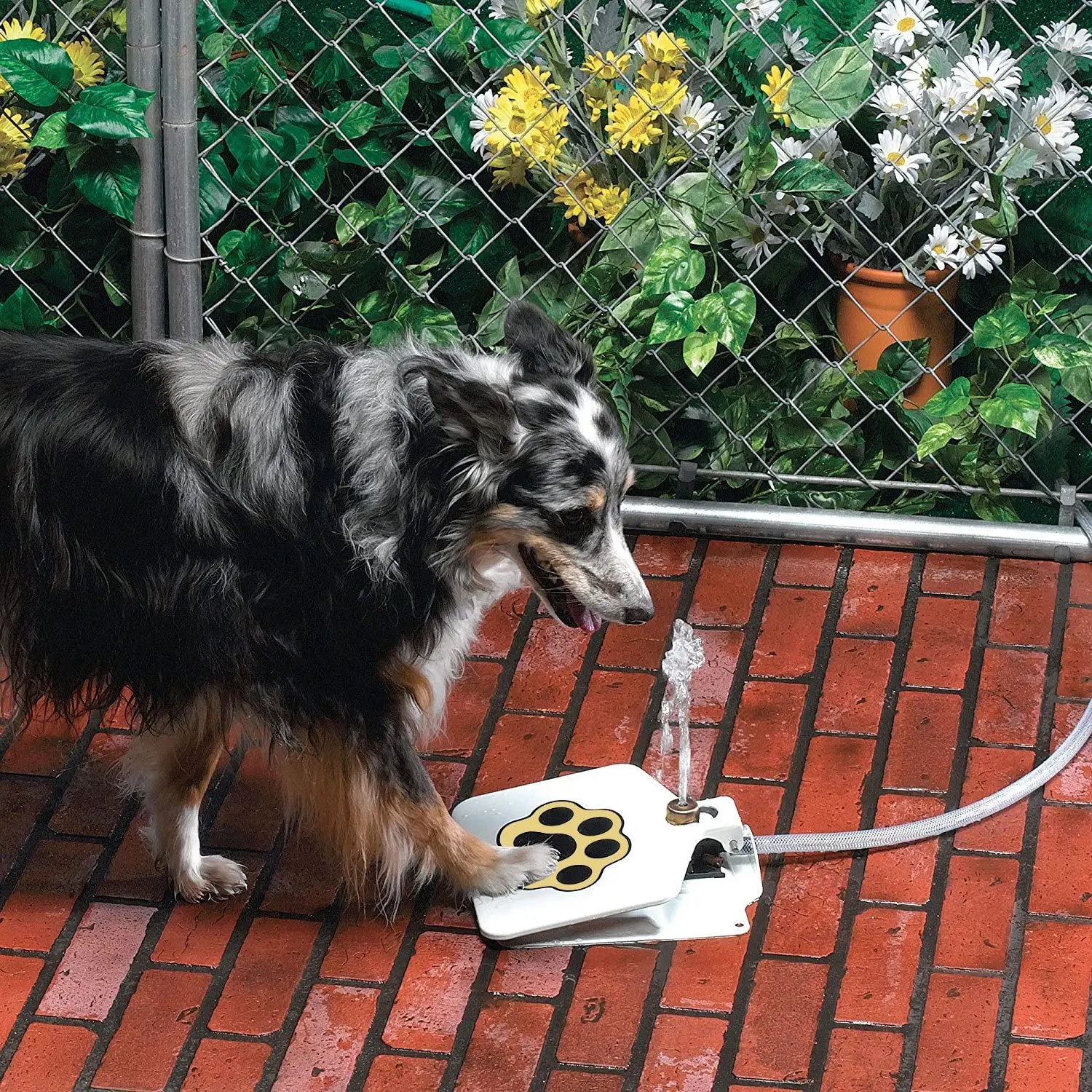 Step On Activated Drinking Water Outdoor Dog Drinking Fountain Cute Dog Drinking Feeder