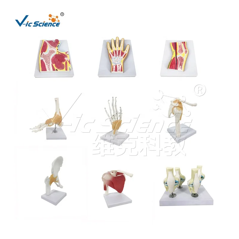 Pregnancy Pelvis with Mature Fetus 2 Parts  anatomic model modelos de female pelvis