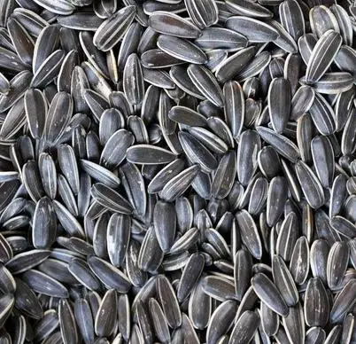 
crop 2020 Sunflower Seeds 