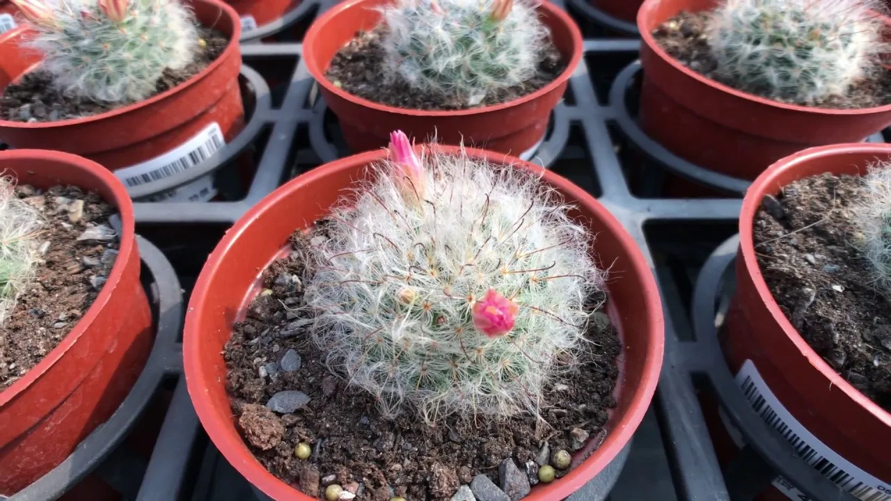 Реалистичный кактус Mammillaria