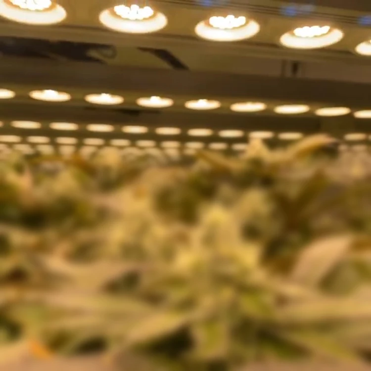 Koray  G80 LED Grow Light Low Cost Commercial Lettuce  Hydroponic Growing SYstems Greenhouse High PPFD Adjustable Spectrum