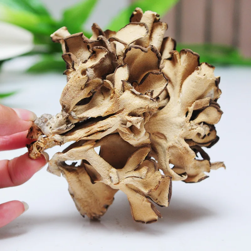 
healthy dried maitake mushroom raw grifola frondosa 1kg bulk price 