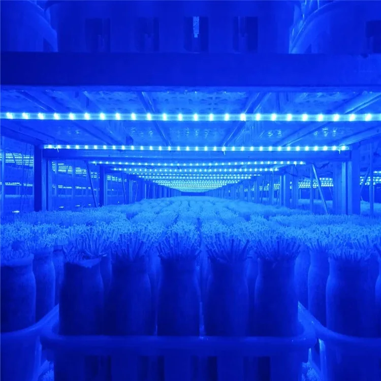 
Hot Sale Prevent Diabetes Commercially Cultivated Mushroom Shiitake Mushroom Fungi 