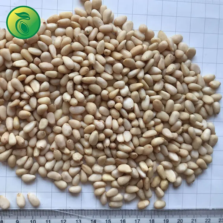 Pine Nuts Usa Pine Nuts Pakistan Pine Nuts Prices