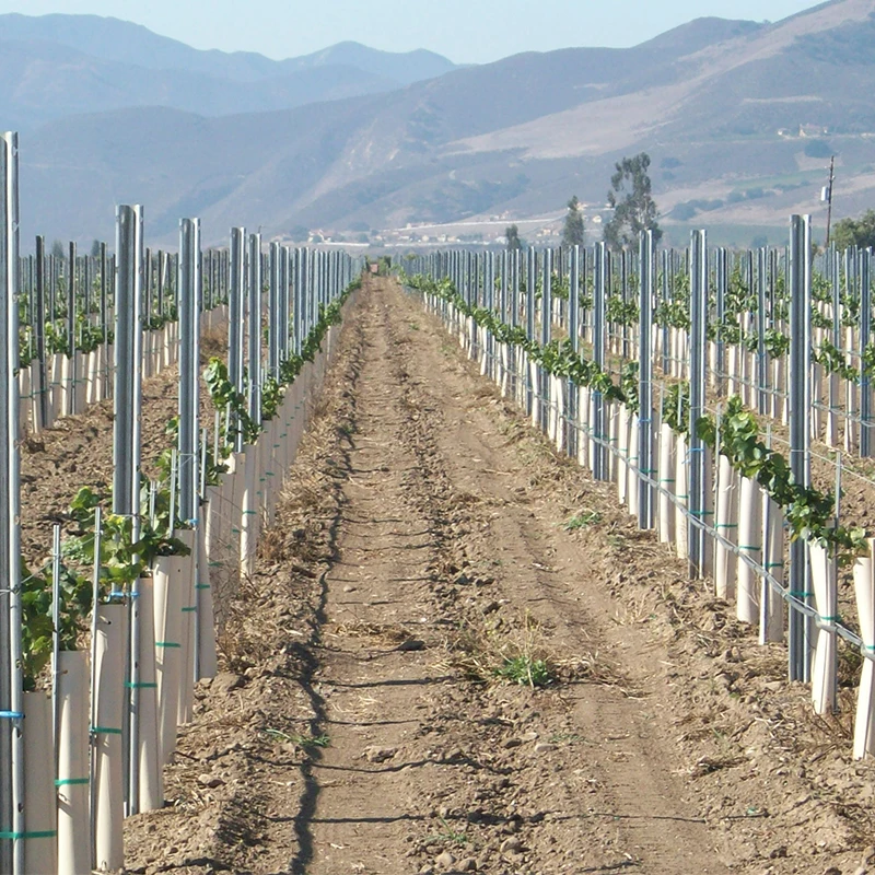high strength zinc plated vineyard grape post  for orchard