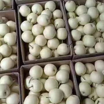 Свежая Корона