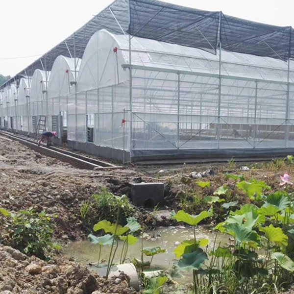 
Tomato and cucumber growing greenhouses-------Film greenhouse with hydroponic system 