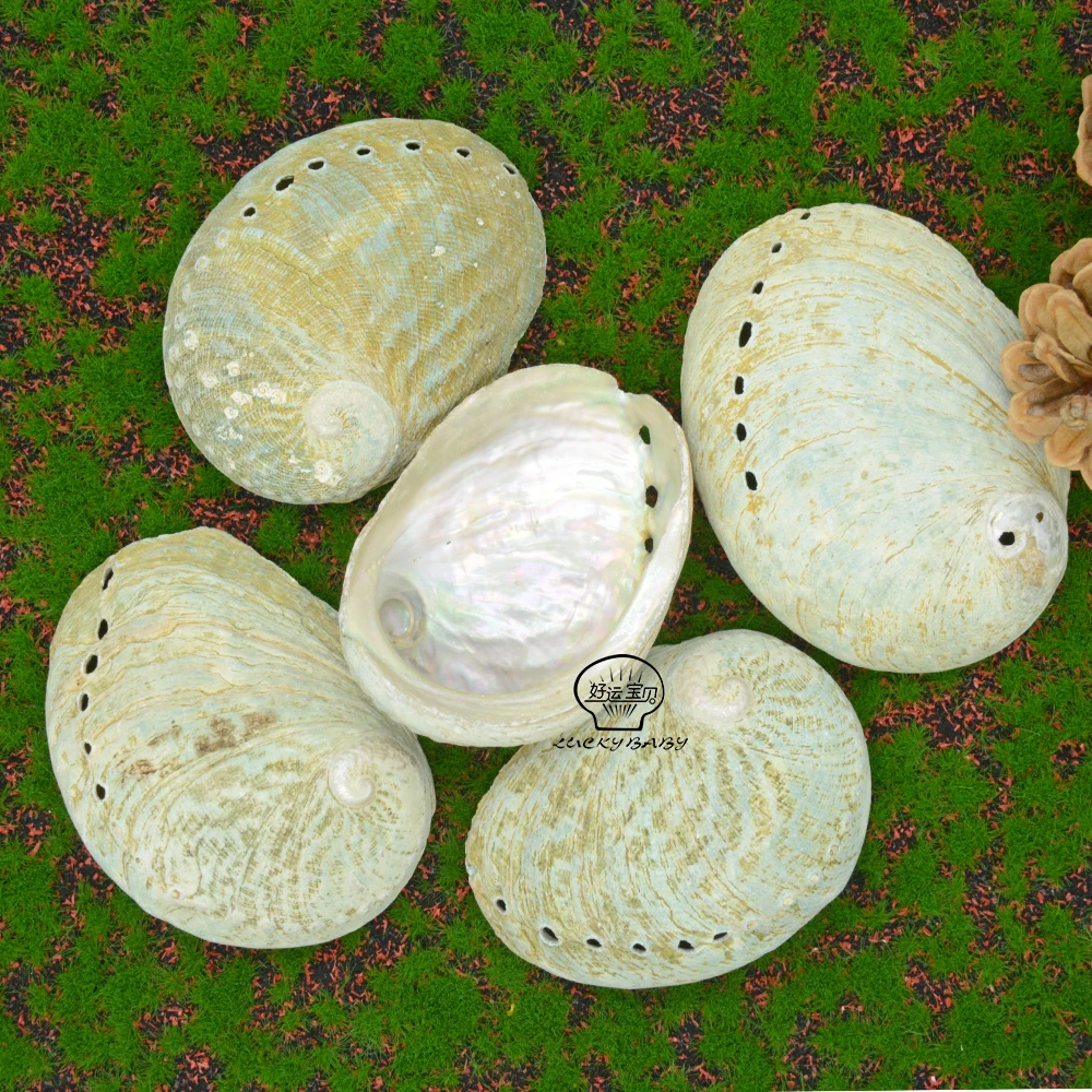 Wholesale Natural Raw Green Abalone Shell Smudging With Stand