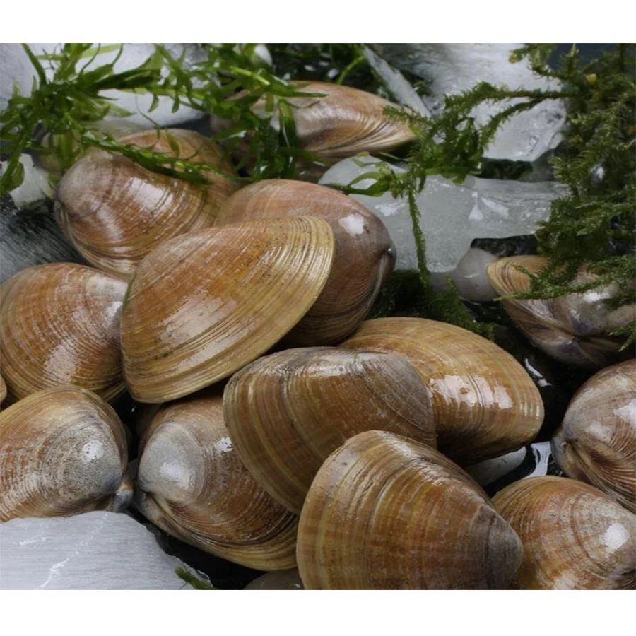 High Quality MSC Certified Frozen Cooked Short Necked Clam Meat