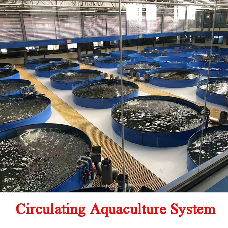 recirculating aquaculture systems  ras system aquaculture equipment
