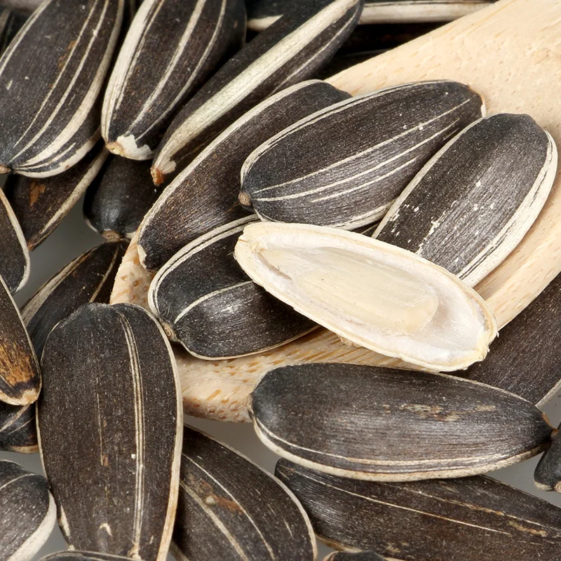 purple sunflower seeds pictures
