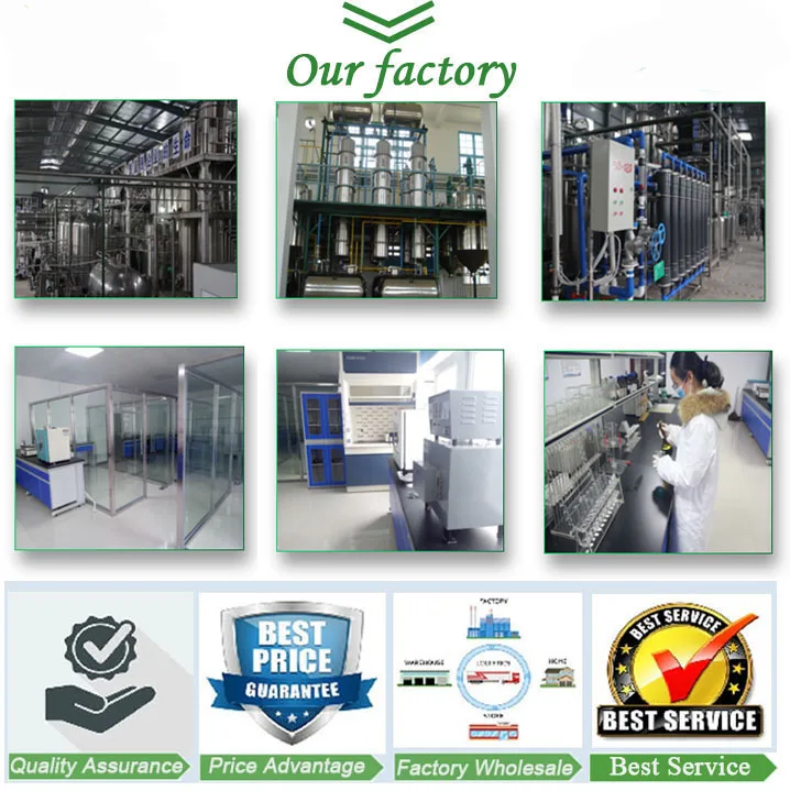 Organic sage extract S.officinalis extract sage leaf extract for memory