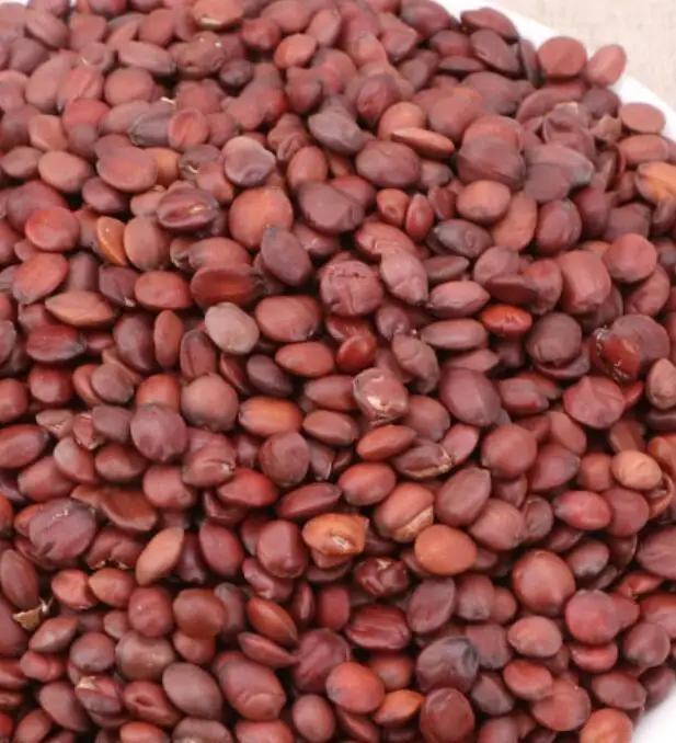 Hotsale natural wild spice dry raw Spina Date Seed