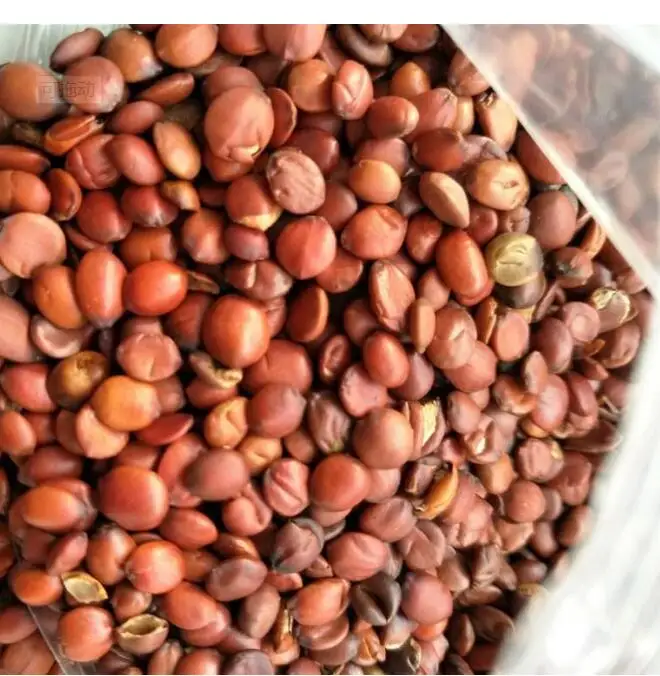 Suan Zao Ren Natural Ziziphus Jujuba Mill. Var. Spinosa Seeds Kernel Raw Semen Ziziphi Spinosae for Herb