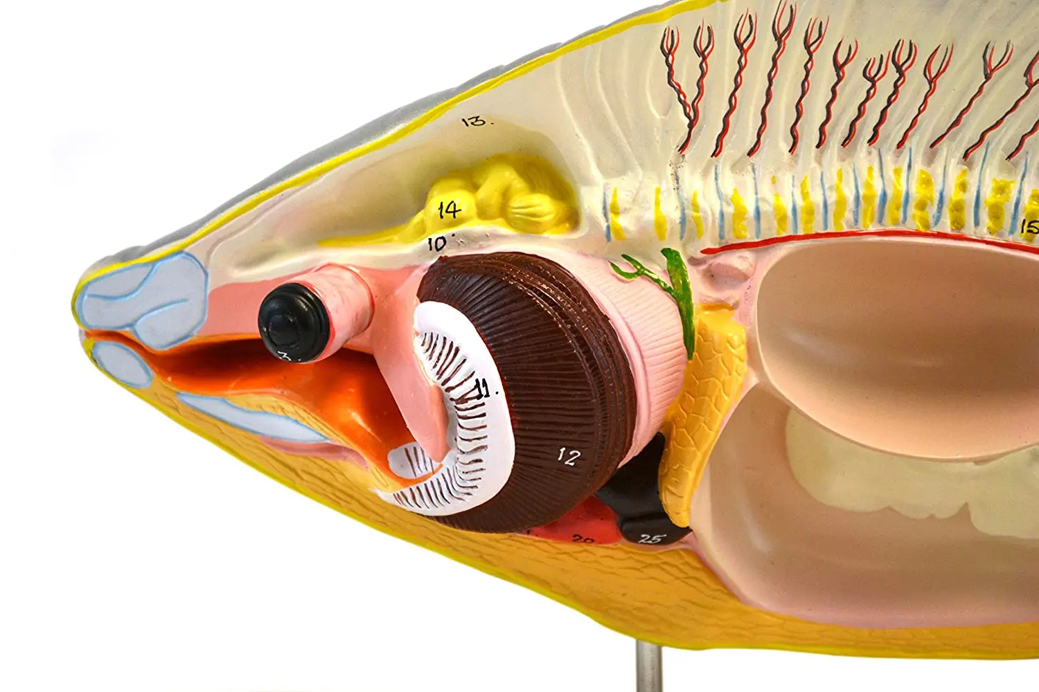 Fish anatomical model / school Biological model