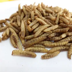 Hamster Food Supplies Black Soldier Fly Larvas as Worm Meal