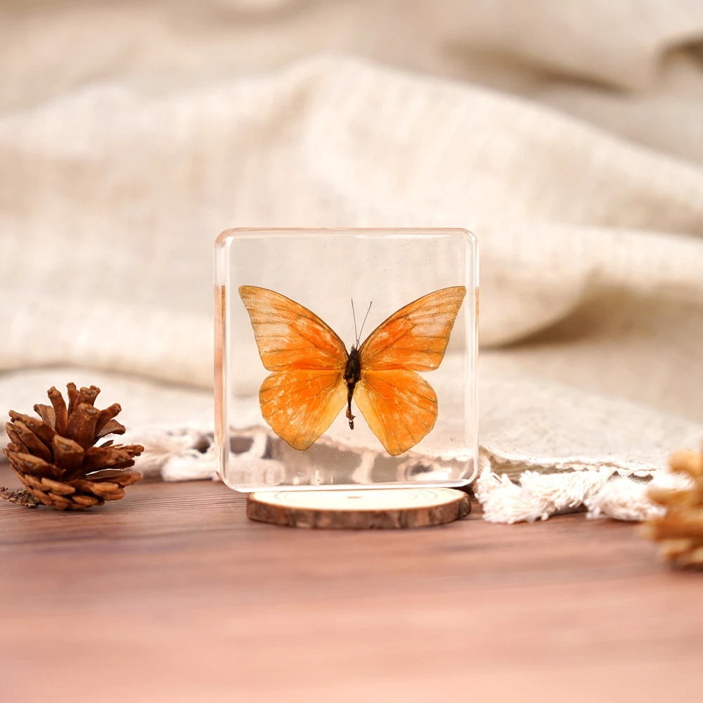Real Butterfly Taxidermy Dried Insect Embedded in Crystal Acrylic Resin for Decorative Display Butterfly Specimen