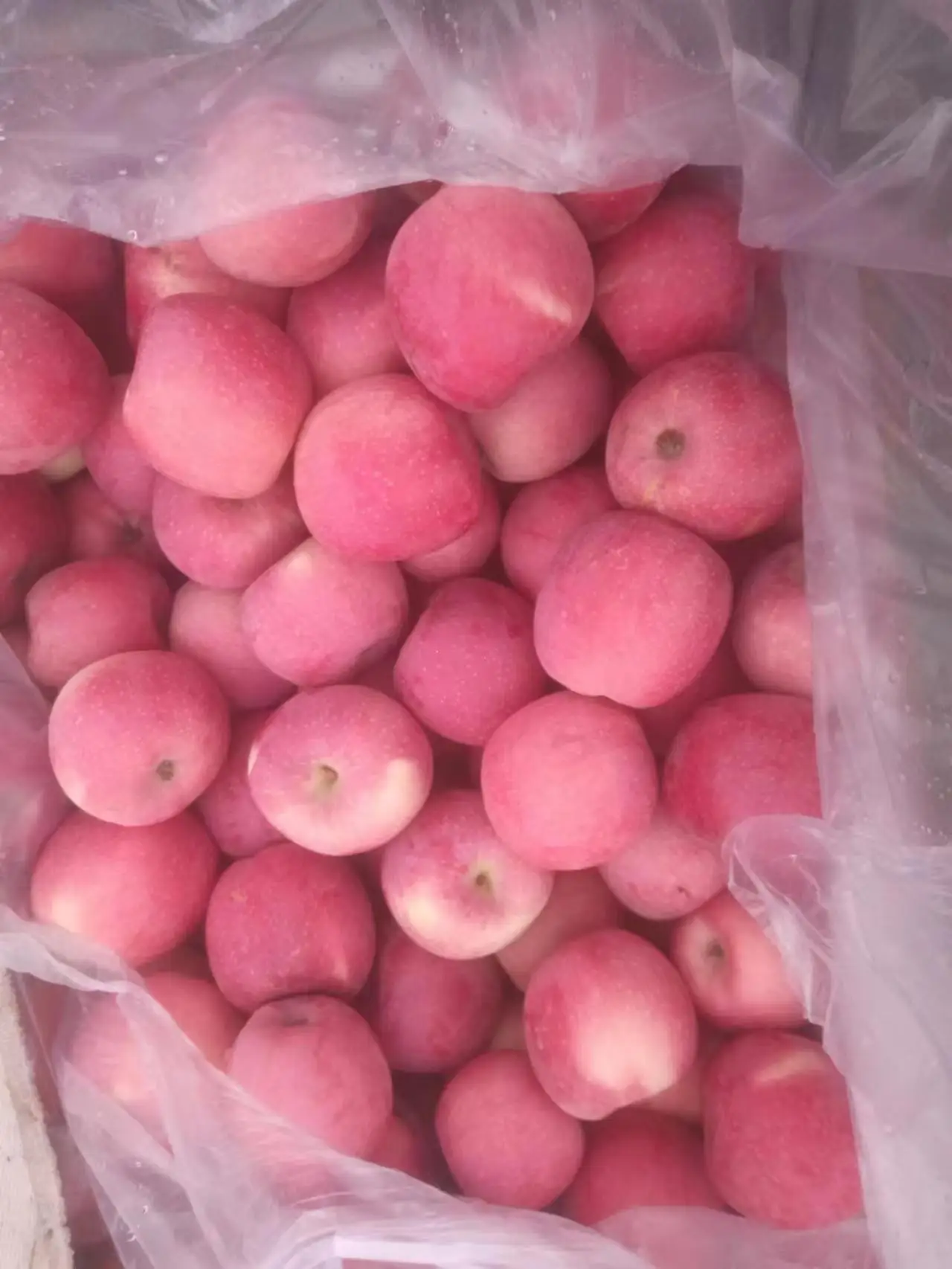 Best price  China export high quality fresh apple