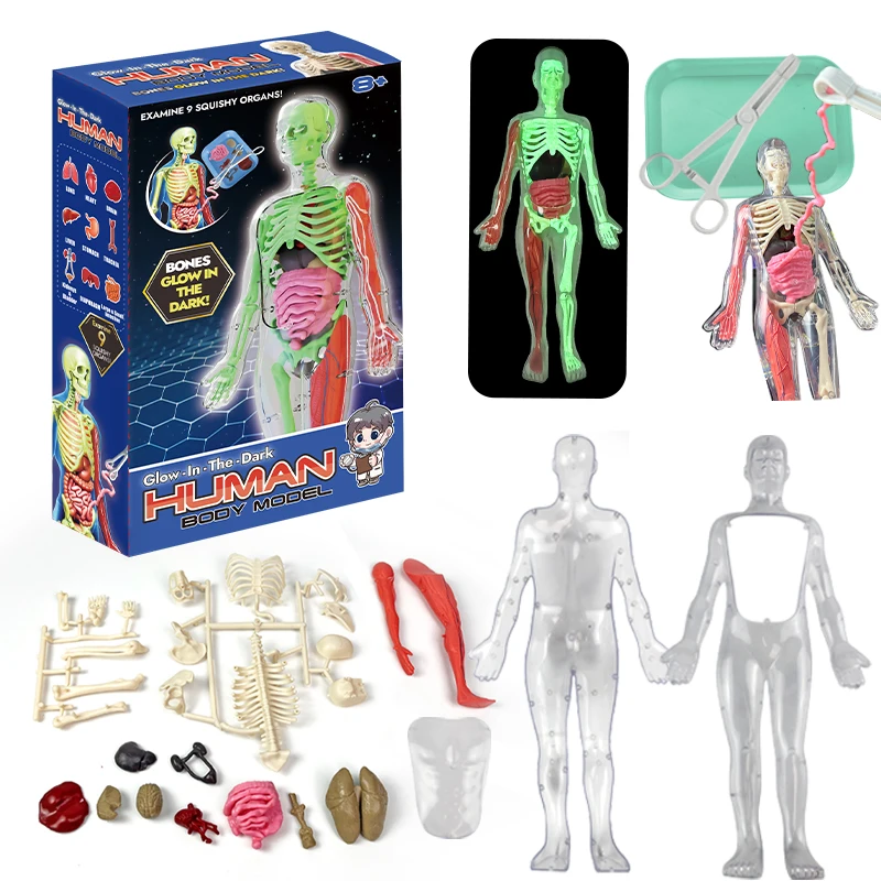 New School Biological Teaching Aids Glow in the Dark 3D Human Body Anatomy Toy for Kids