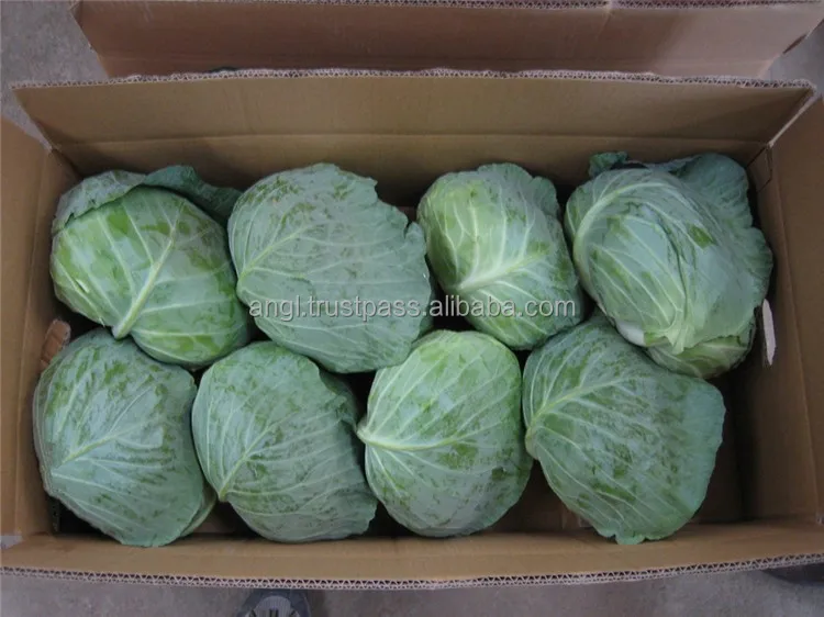 Fresh cabbage from Vietnam with best price_Vikafoods (+84983028718)