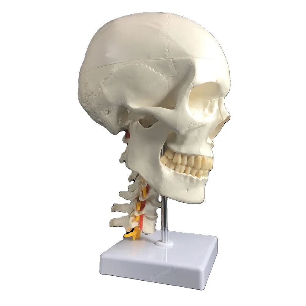 
Human Skull Model with inflexible Neck 