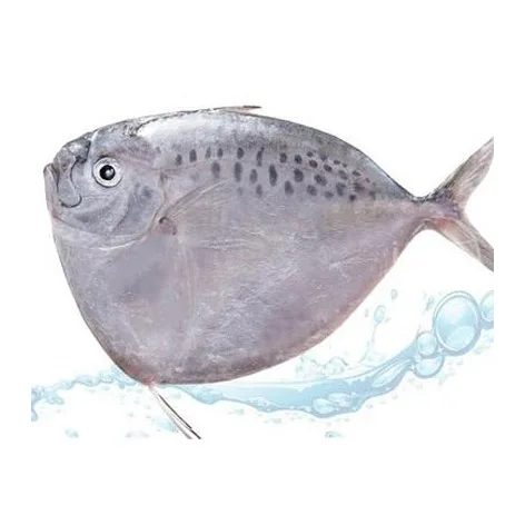 Wholesale Seafrozen Fish Frozen Whole Moonfish