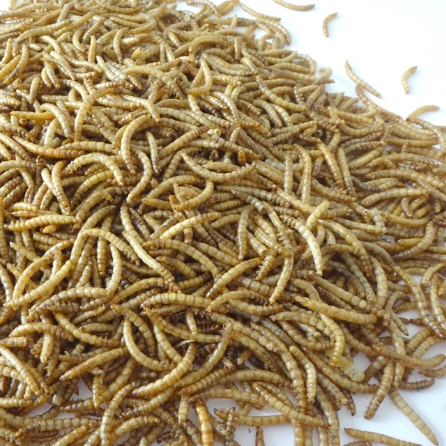 
High Quality and Eco Friendly Parrot Food Bird Food Poultry Food 100% Natural Dried Live Mealworms 