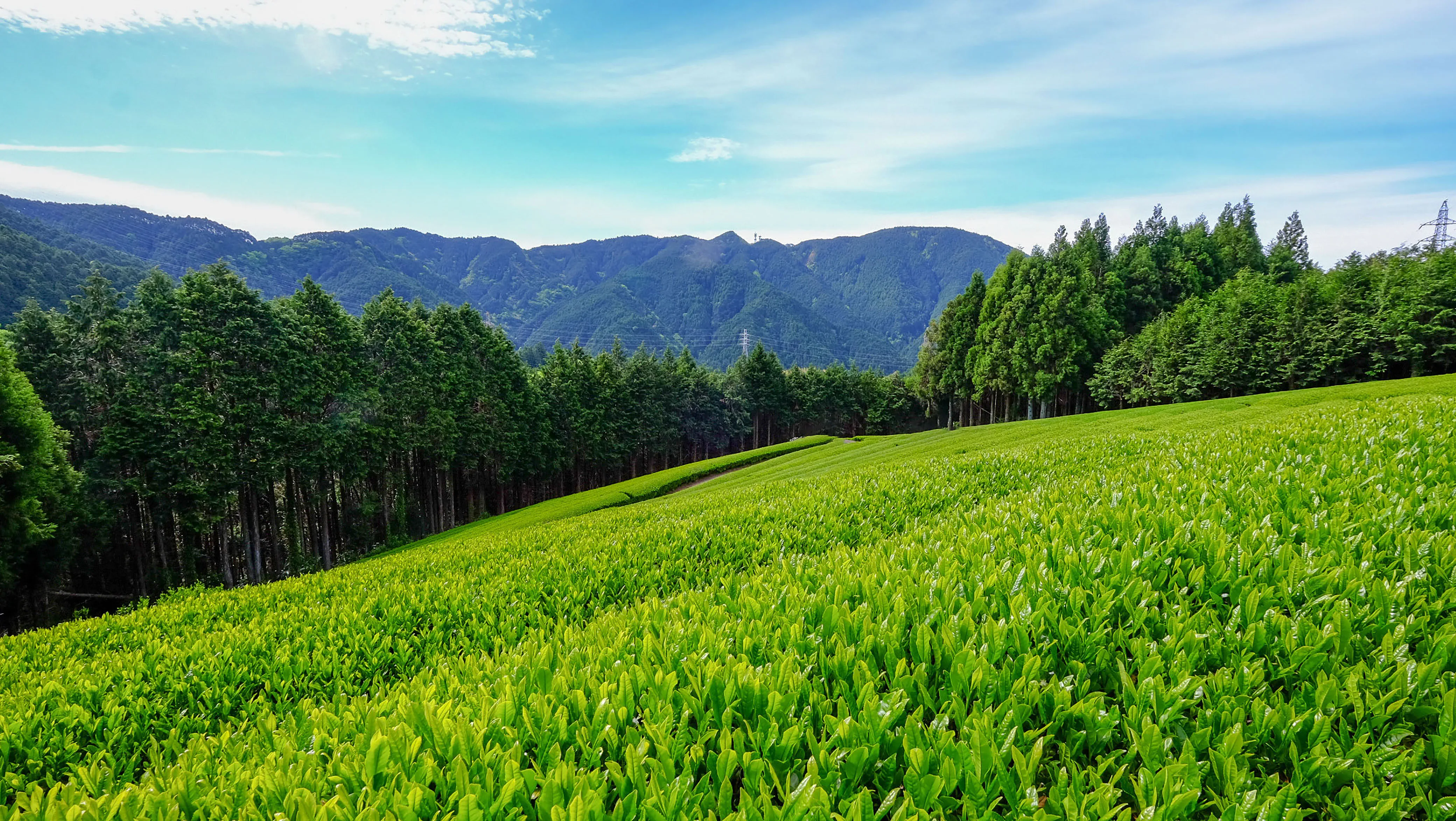 Organic Premium Sen-cha Green Tea  (Product of Shimizu, Shizuoka) tea