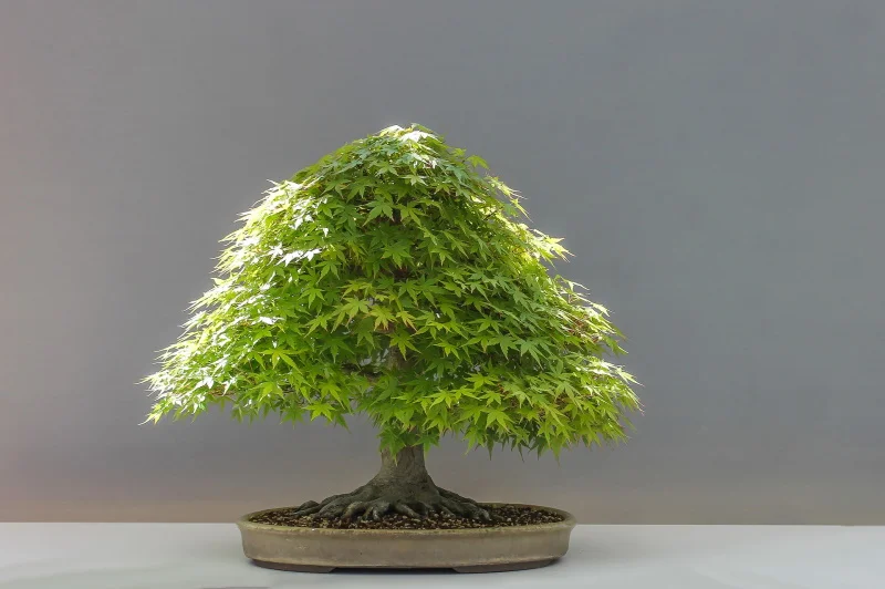 Liquid bonsai fertilizer for agriculture increases plant resistance