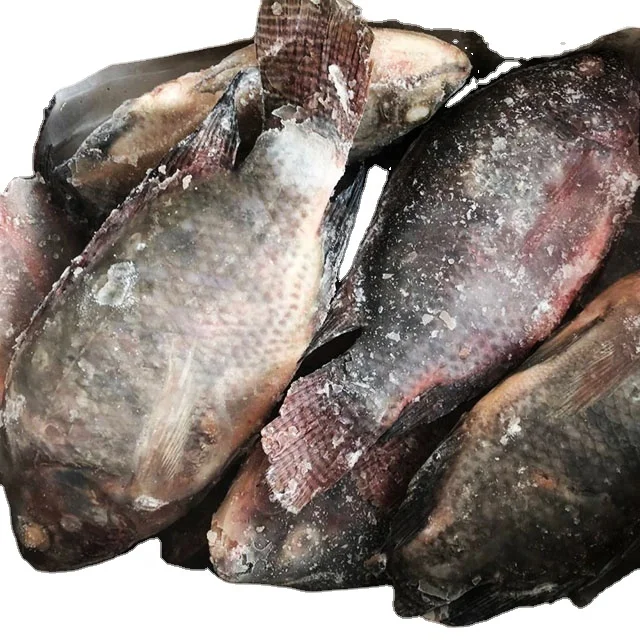 New Season Whole Round Frozen Black Tilapia Fish Seafood for Africa