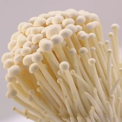Enoki Mushroom Box China Brown MUSHROOMS Frozen with 12 Months Shelf Life Mycelium Spawn Mushroom Straw Fresh Raw Nutrients