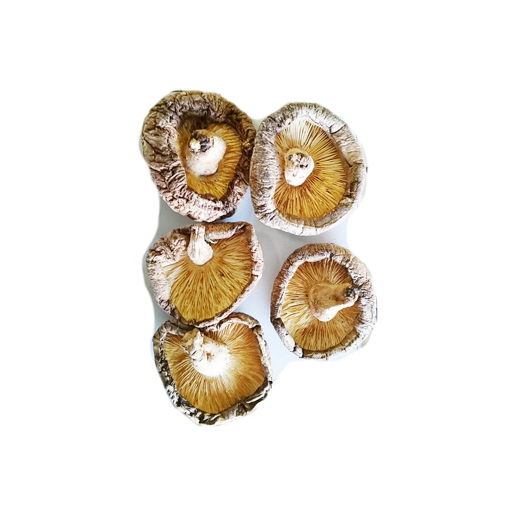 
Longevity secret Donko Champignon Mushroom Nutrition Cultivation In Japan 