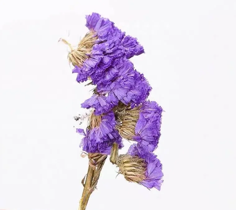 
100% Natural Dried Flowers/Herbs/Flavor Tea Forget Me Not Myosotis Sylvatica Flower Tea 