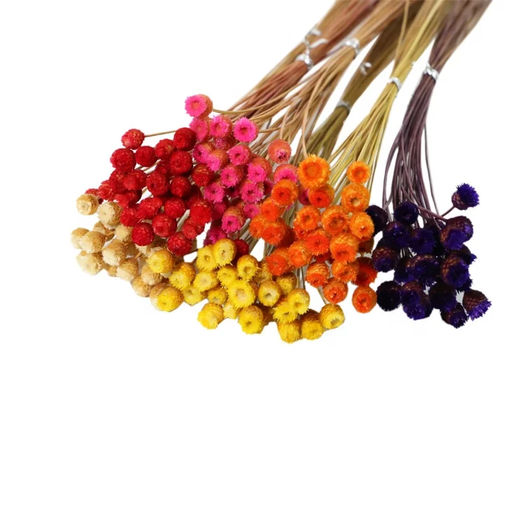 Оптовая продажа сушеных звездных цветов миниатюрные дикие соломки цветок хризантемы Бразильская Маргаритка бразильский счастливый