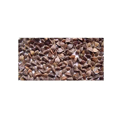 
Good quality buckwheat seeds 