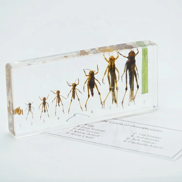 Real Insect Resin School Equipment Life Cycle of Grasshopper Specimen for Students