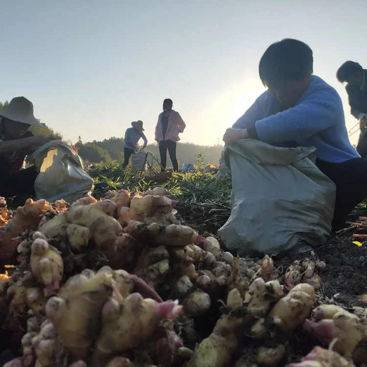 
Cheap Price Agriculture Processing Mature Crops Natural Vegetables Variegated Fresh Ginger 