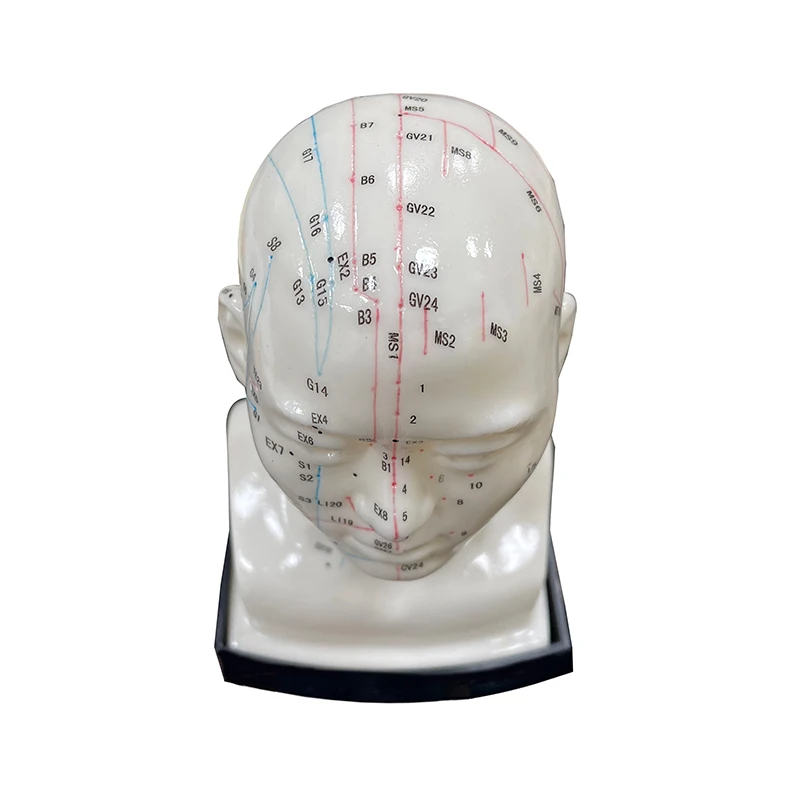 Shopping Extravaganza High Quality Medical Use Acupuncture Model Head Acupuncture Model Instructional Acupoint Teaching Model