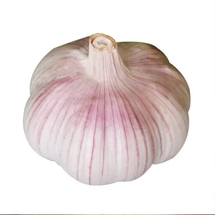 China garlic price exporter wholesale shandong ajo supplier normal white garlic fresh