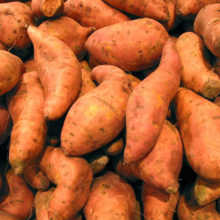New Crop Dehydrated Vegetable Dried Sweet Potato Granules Orange Color