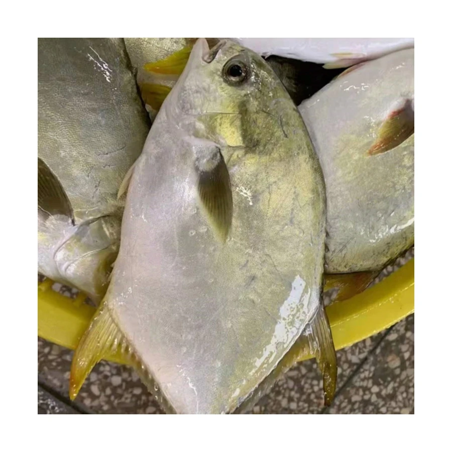 
Promotional Good Quality IQF Frozen Golden Pompano Pomfret Fish Seafood for Restaurant 