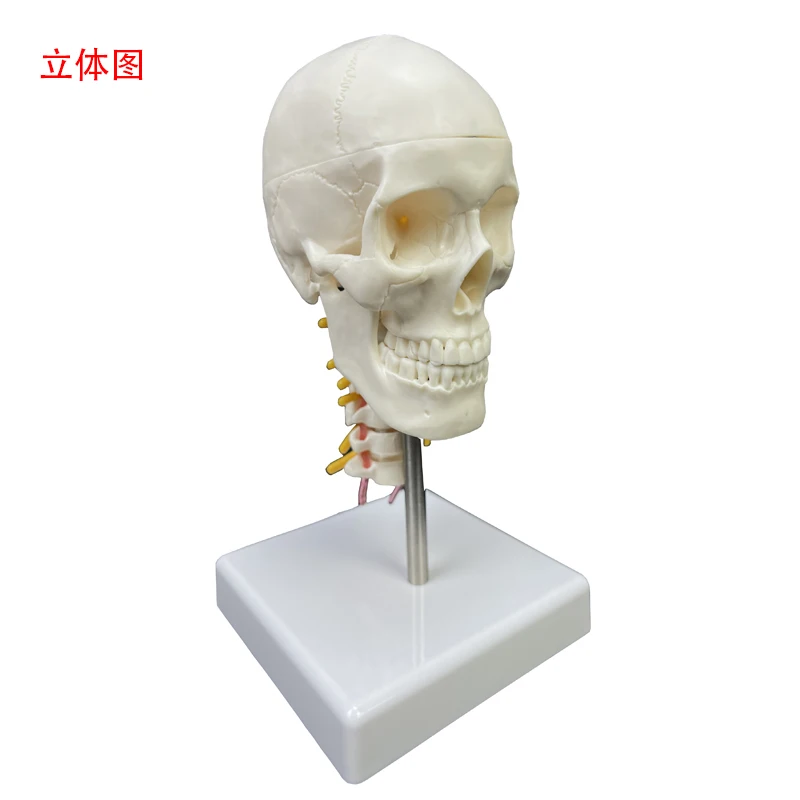 Human skeleton modelMedical Anatomical Human Skull Model with Cervical Spine 1/2 mini white skull with cervical vertebra model